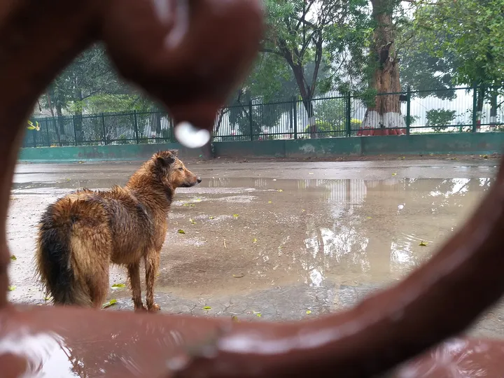 雨の水たまりのそばの犬