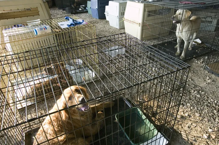 ケージの中の犬（避難の場）
