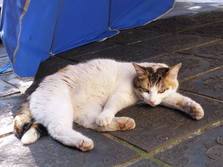 日陰で休む猫