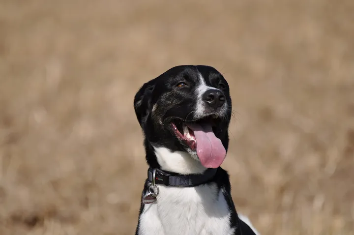 舌を出す犬