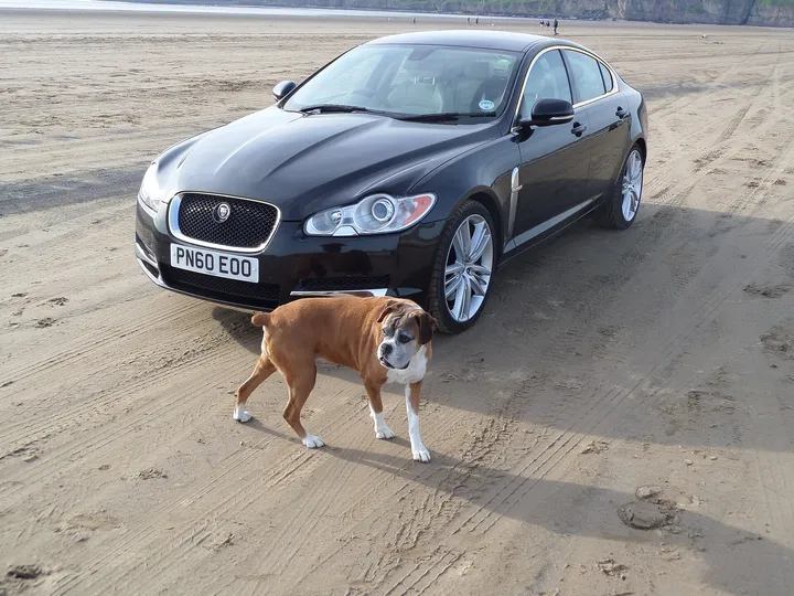 砂浜で車のそばに立つ犬
