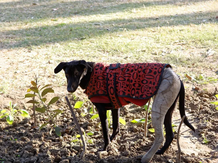 服を着た犬