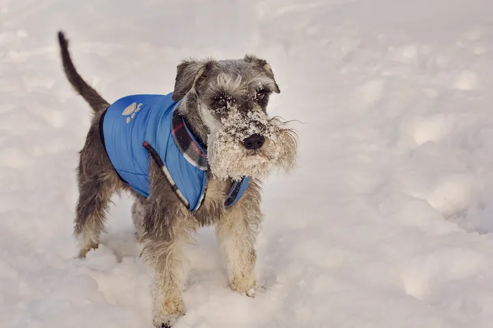 ベストを着て雪の上に立つ犬