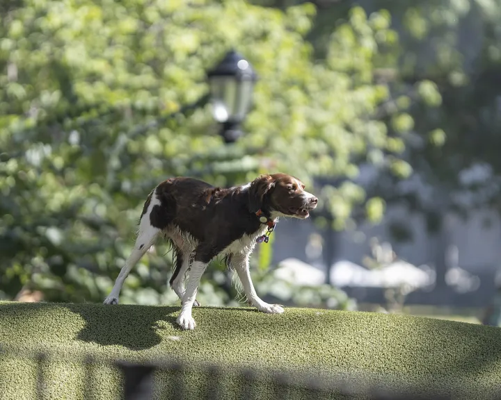 芝生を走る犬