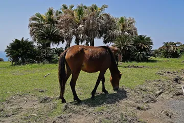 都井岬の御崎馬（宮崎県串間市）