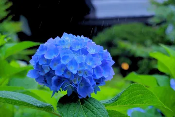 秋田県 男鹿市 雲昌寺の雨のアジサイ