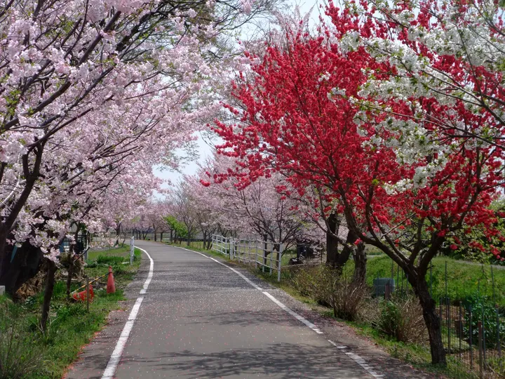茨城県 りんりんロードの桜と桃
