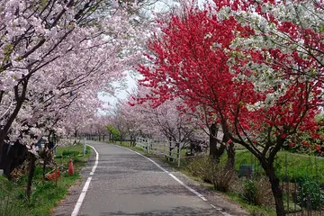 茨城県 りんりんロードの桜と桃