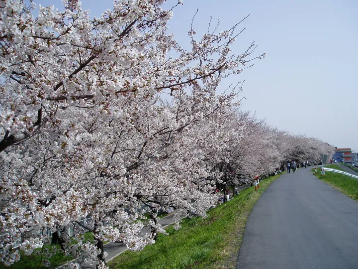 川沿いの道の桜並木