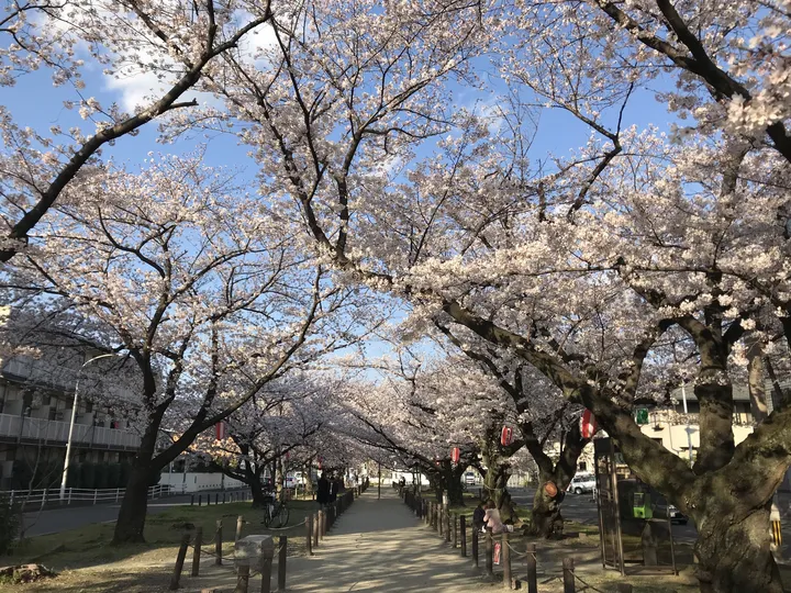 福岡市 博多区 県道56号の桜並木