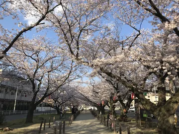 福岡市 博多区 県道56号の桜並木