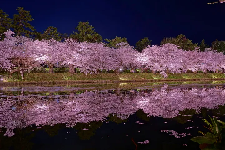 青森県 弘前城 外濠の夜桜（2026年4月）
