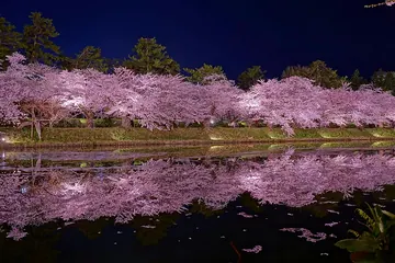 青森県 弘前城 外濠の夜桜（2026年4月）