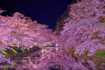 青森県 弘前城 桜のトンネルと外濠（夜）
