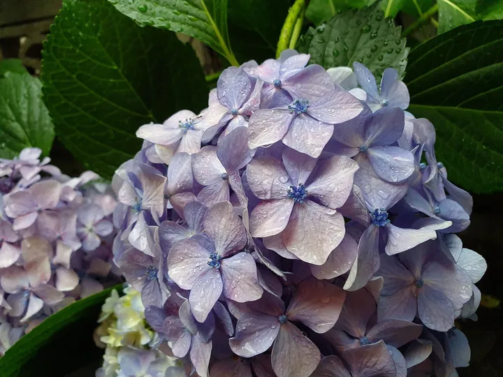 雨に濡れたあじさい
