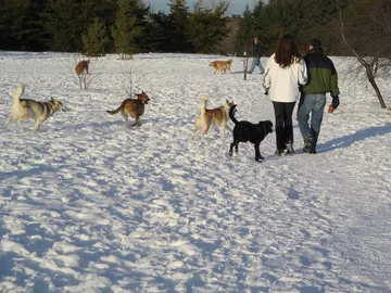 浜辺で犬を連れて歩く人