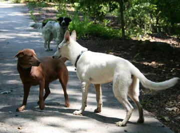 出会った二匹の犬