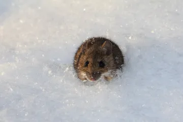 ネズミ