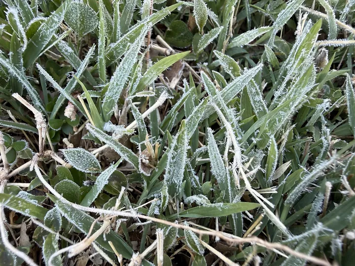 霜の降りた草