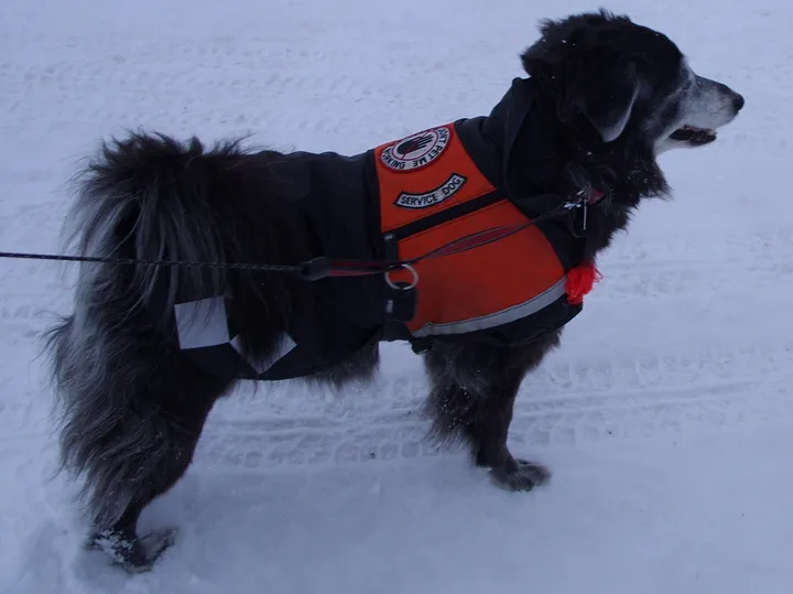 反射材のついた服を着た犬