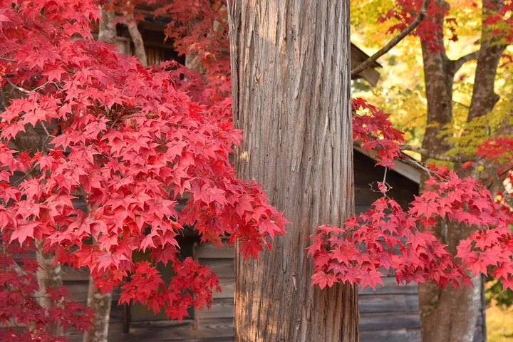 晩秋の紅葉