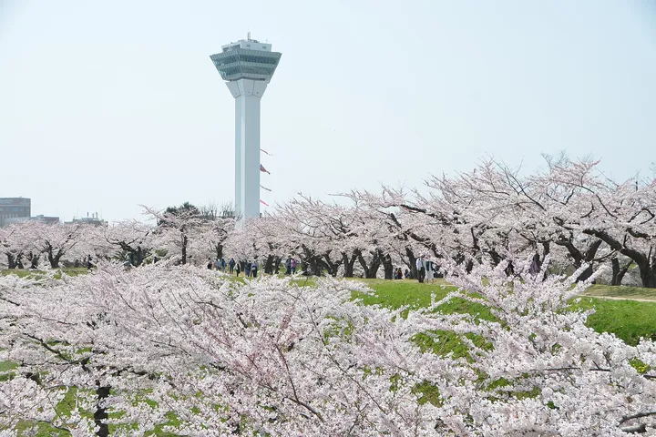 五稜郭の桜(北海道函館市)