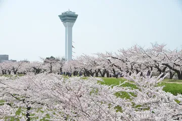 五稜郭の桜（北海道函館市）