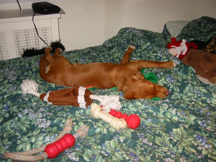 ベッドで休む犬