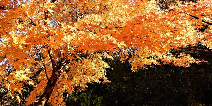 紅葉