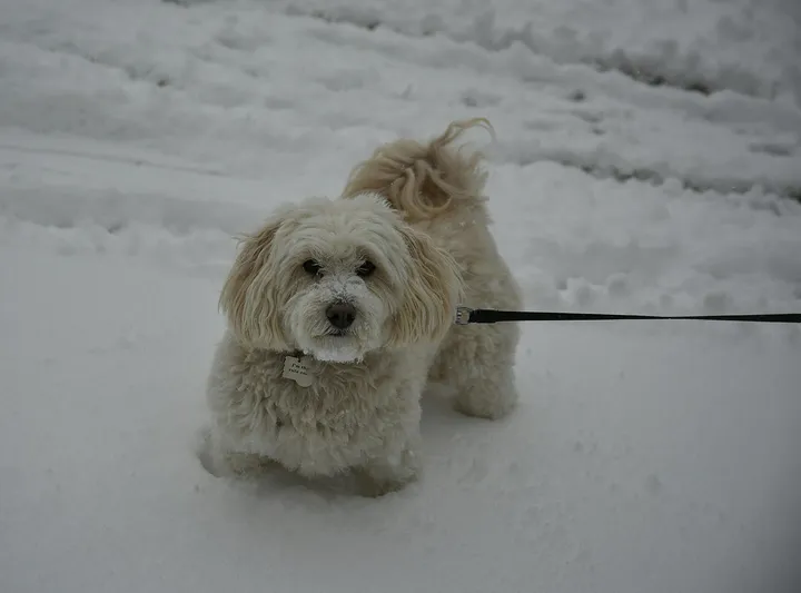 雪の中の犬