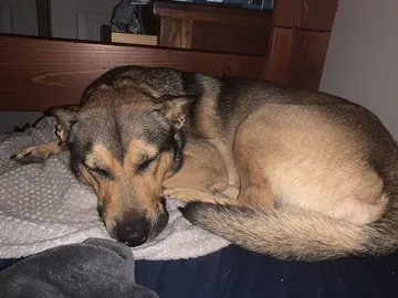 寝床で丸くなる犬
