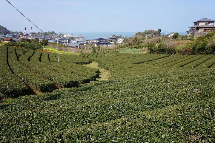 茶畑の丘