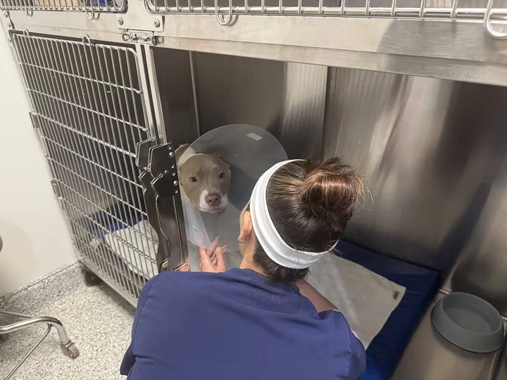 動物病院で診てもらう犬