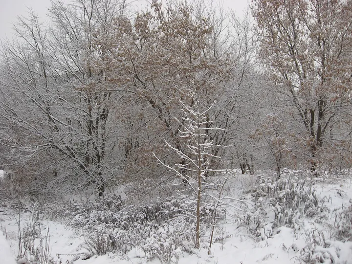 雪の林