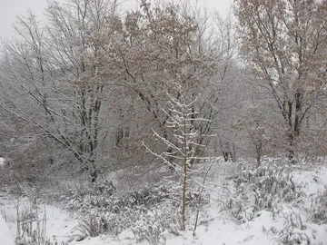 雪の林