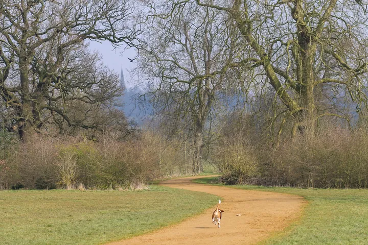 公園の道を歩く犬