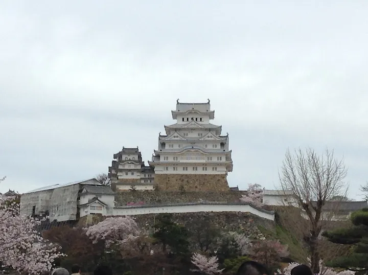 姫路城と桜（兵庫県姫路市）