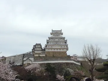 姫路城と桜（兵庫県姫路市）