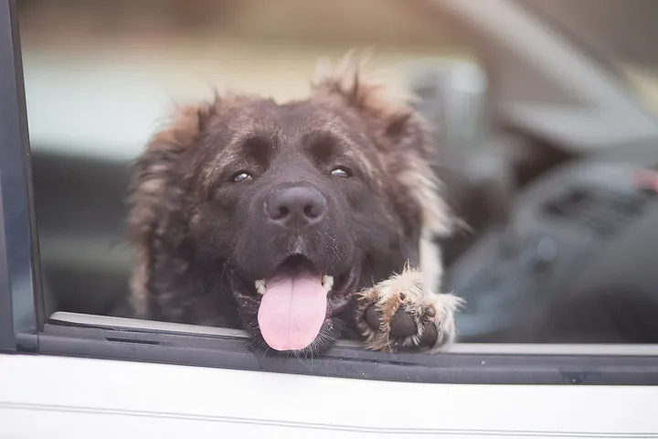 車の窓から顔を出す犬