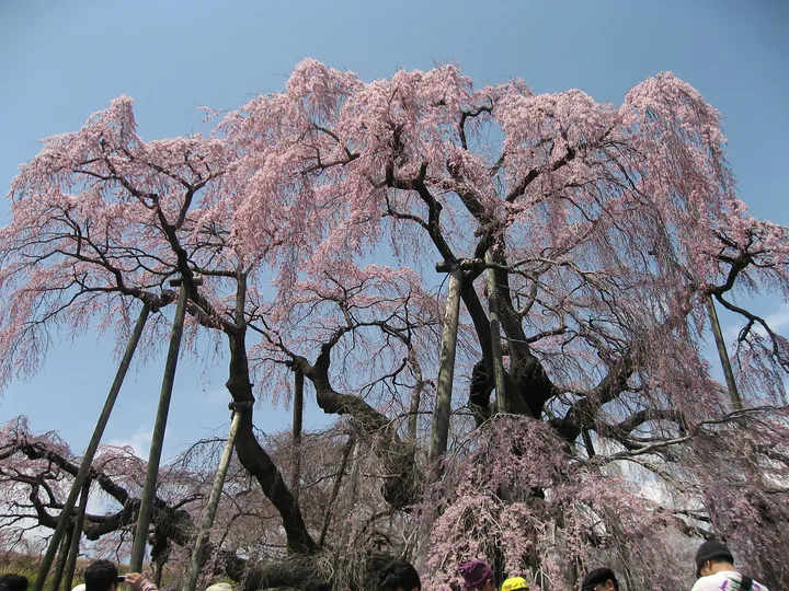 一本桜