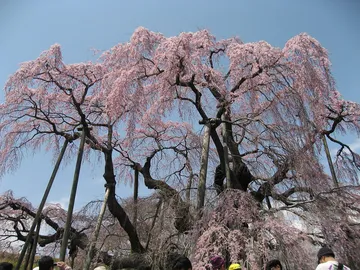 一本桜