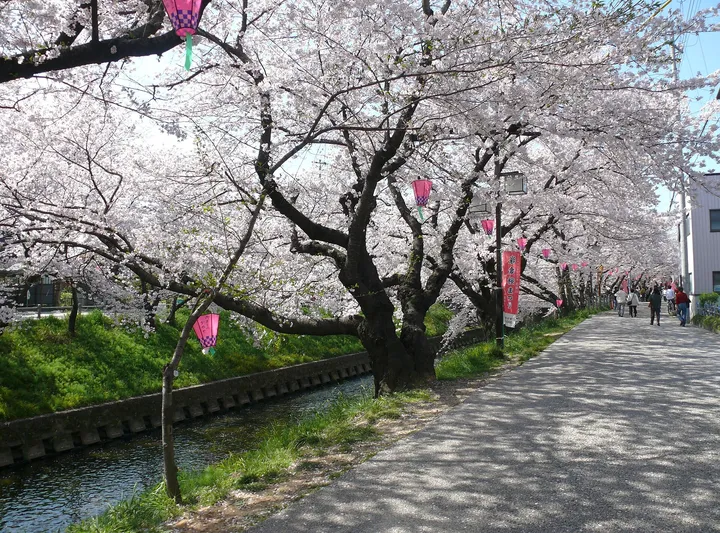 五条川沿いの桜並木（愛知県岩倉市）