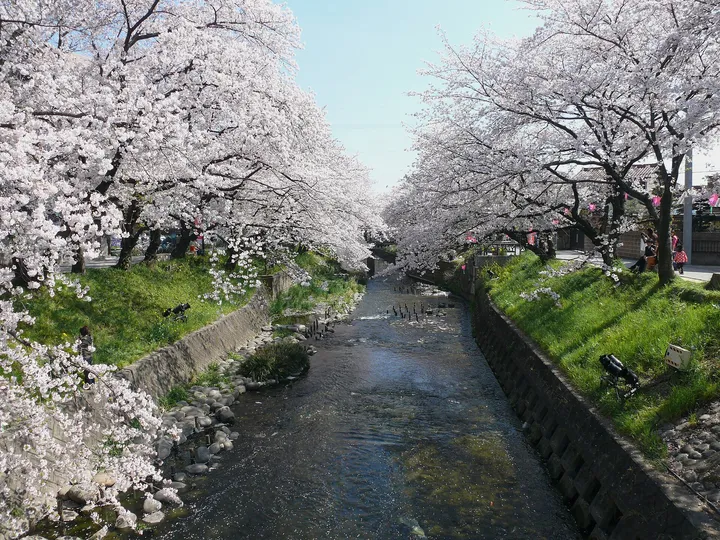 川沿いの桜並木