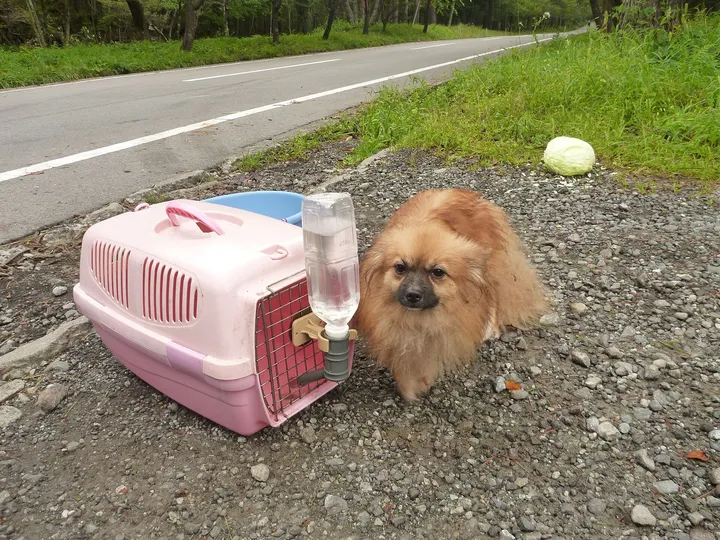 キャリーと休む犬