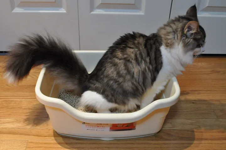 猫のトイレ