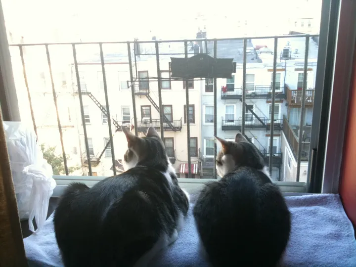 窓辺の猫