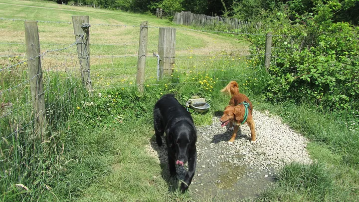 道を歩く犬
