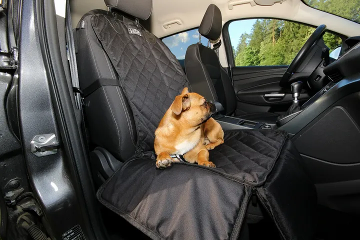 車の座席に乗った犬