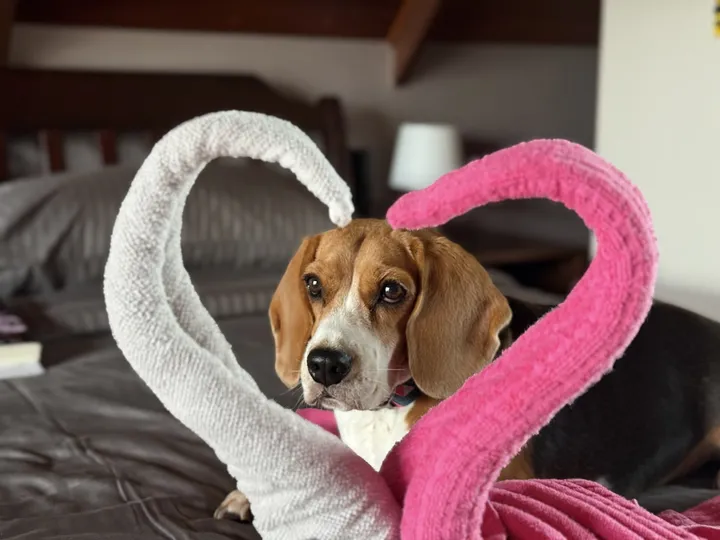 タオルの上のビーグル犬