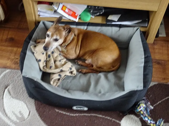 ペット用のベッドで眠る犬